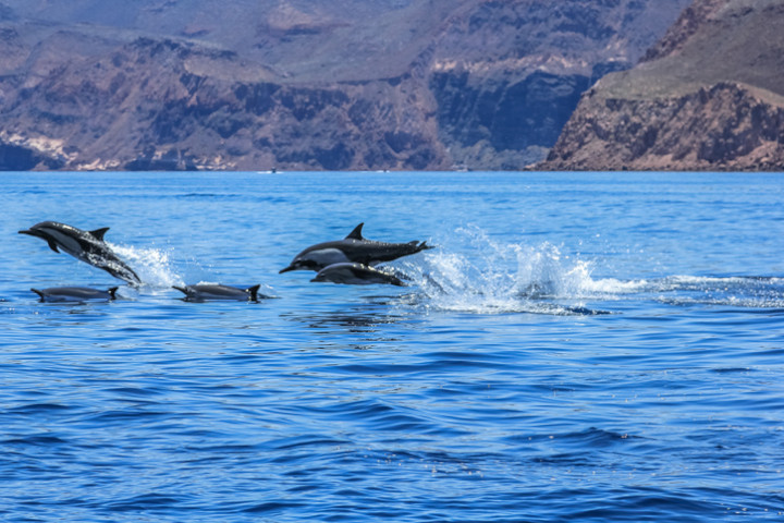 Dolphins jumping near the coast of Isla Espiritu Santo in Baja California