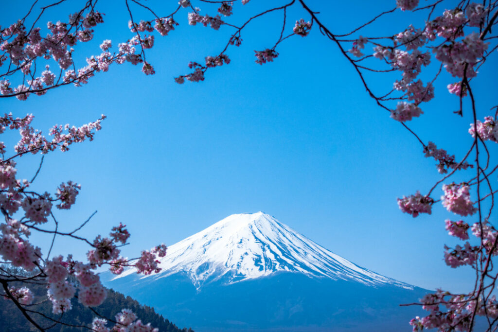 Cherry blossoms in full bloom with Mount Fuji in the background