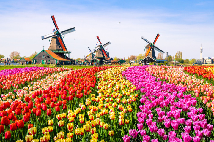Typical landscape of the Netherlands with tulips, traditional windmills near the canal in Zanse Schans